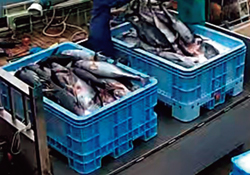 全国初!クロマグロ漁獲状況の不報告違反で摘発-1