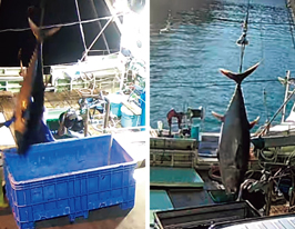 全国初!クロマグロ漁獲状況の不報告違反で摘発-3